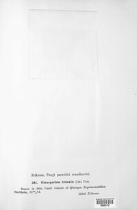 Titaeosporina tremulae image